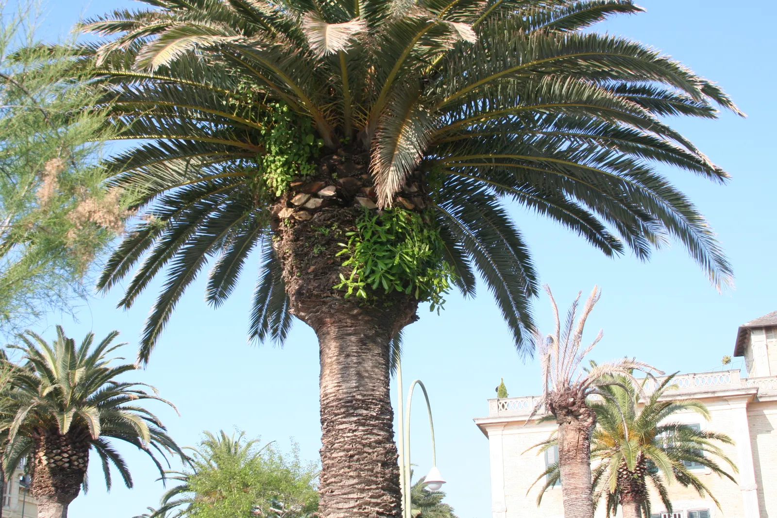 Canary Island Date Palm (Phoenix Canariensis) — and is moderately drought-tolerant