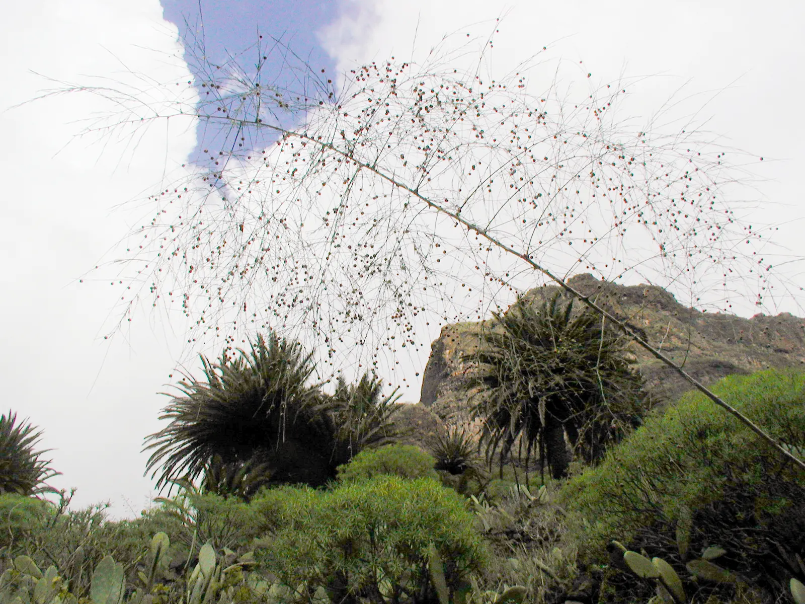Canary Island Date Palm (Phoenix Canariensis) — When integrating this palm into a landscape design, image 50