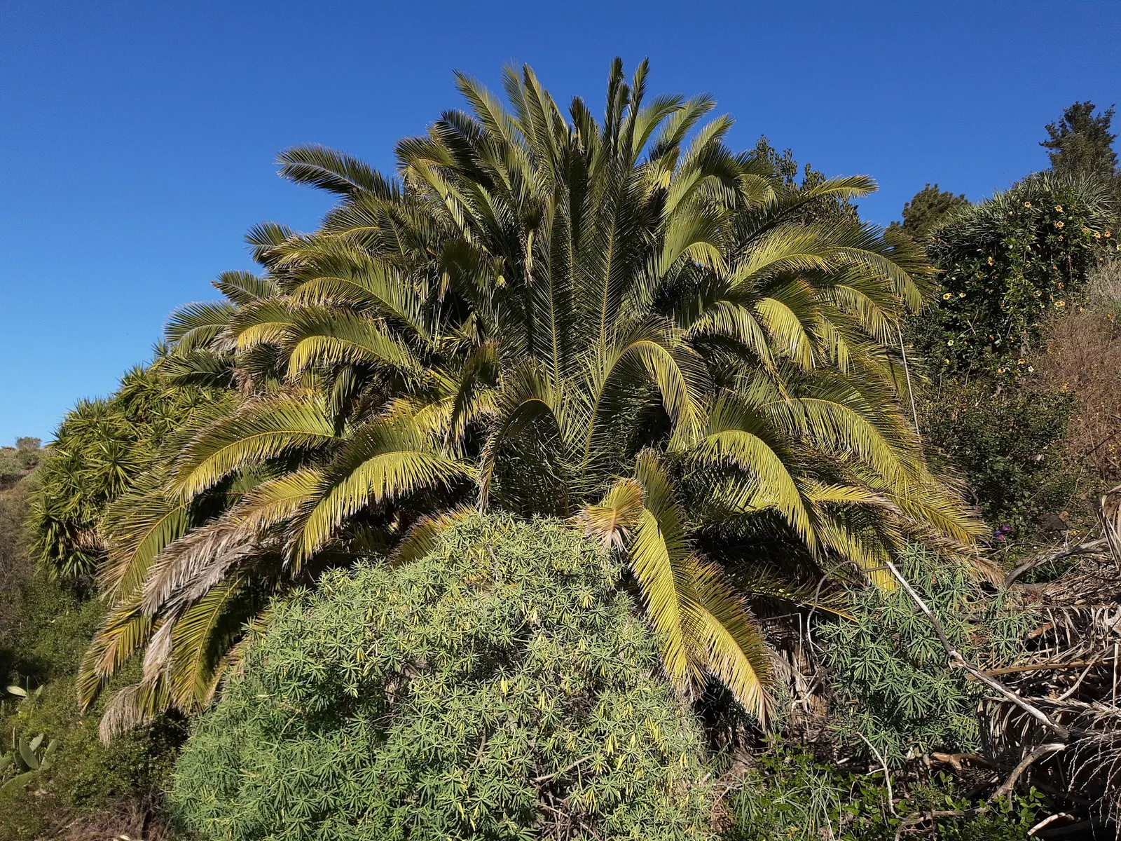 Canary Island Date Palm (Phoenix Canariensis) — which usually takes about six months post-planting; the Canary Island Date Palm can reach heights of 40 to 60