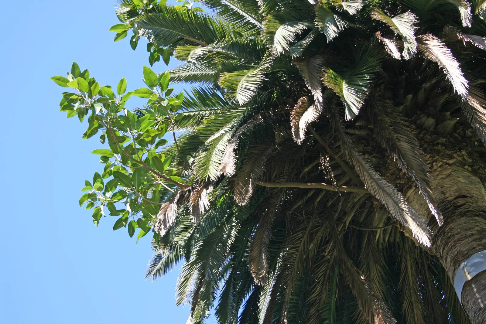 Canary Island Date Palm (Phoenix Canariensis) — the Canary Island Date Palm is drought tolerant once established; stately palm with a robust trunk reaching up