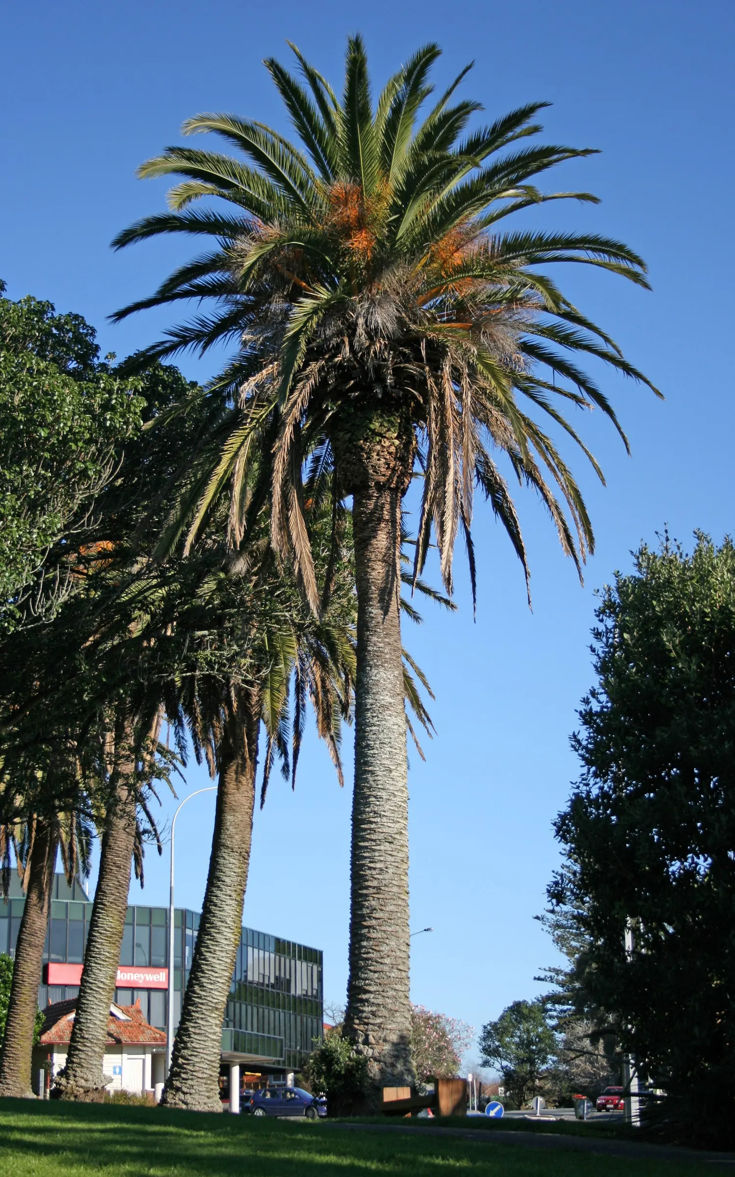 Canary Island Date Palm (Phoenix Canariensis) — is an impressive and stately palm that adds a touch of tropical elegance to any landscape