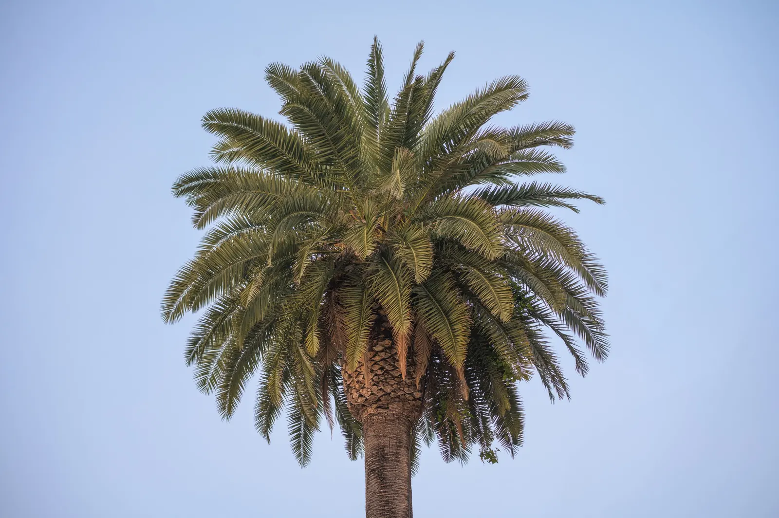 Canary Island Date Palm (Phoenix Canariensis) — The fronds are deep green and emanate from a pronounced crown at the top of the trunk