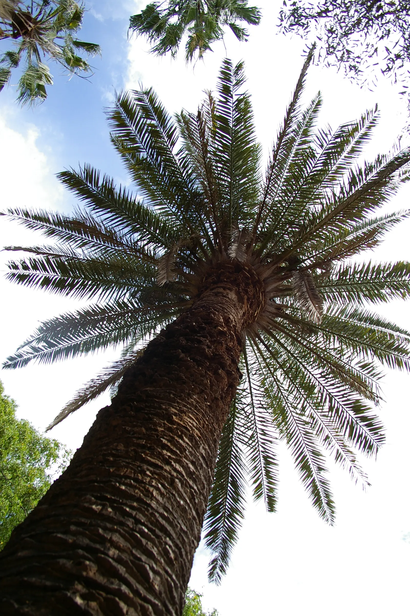 Canary Island Date Palm (Phoenix Canariensis) — be mindful of its mature size