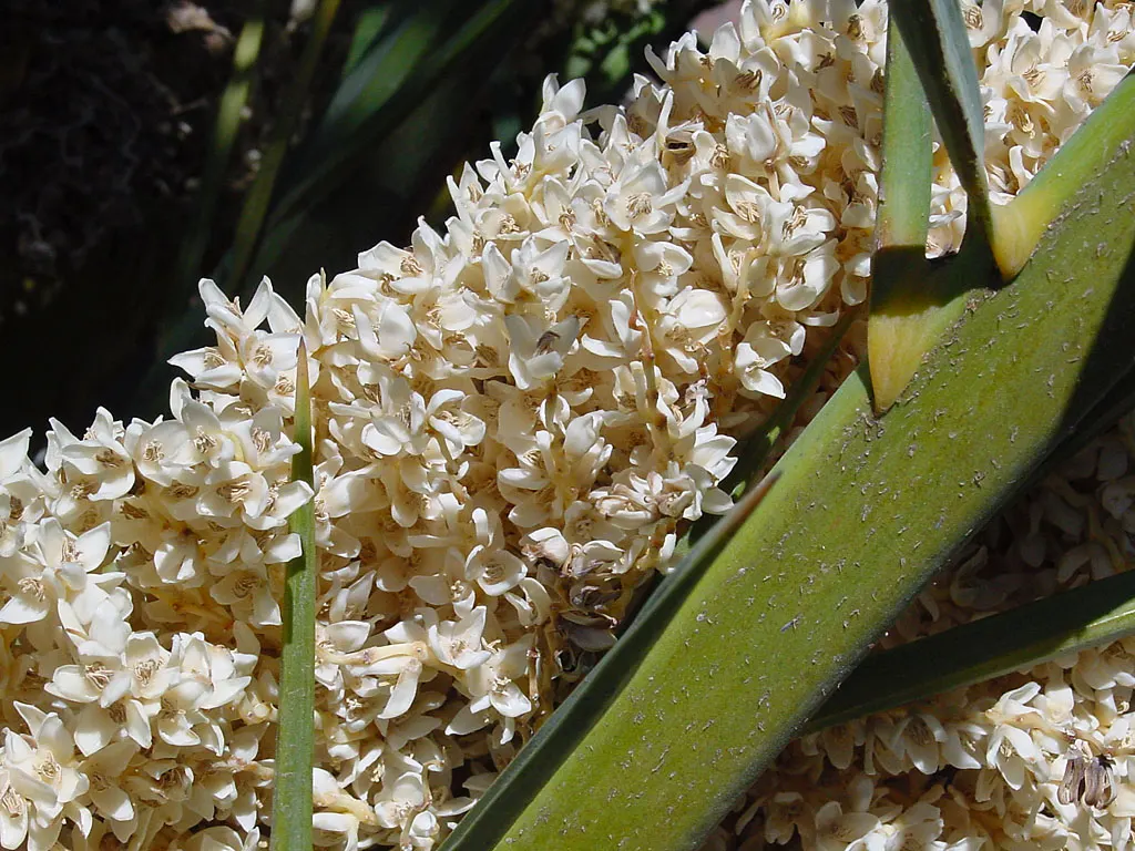 Canary Island Date Palm (Phoenix Canariensis) — which usually takes about six months post-planting