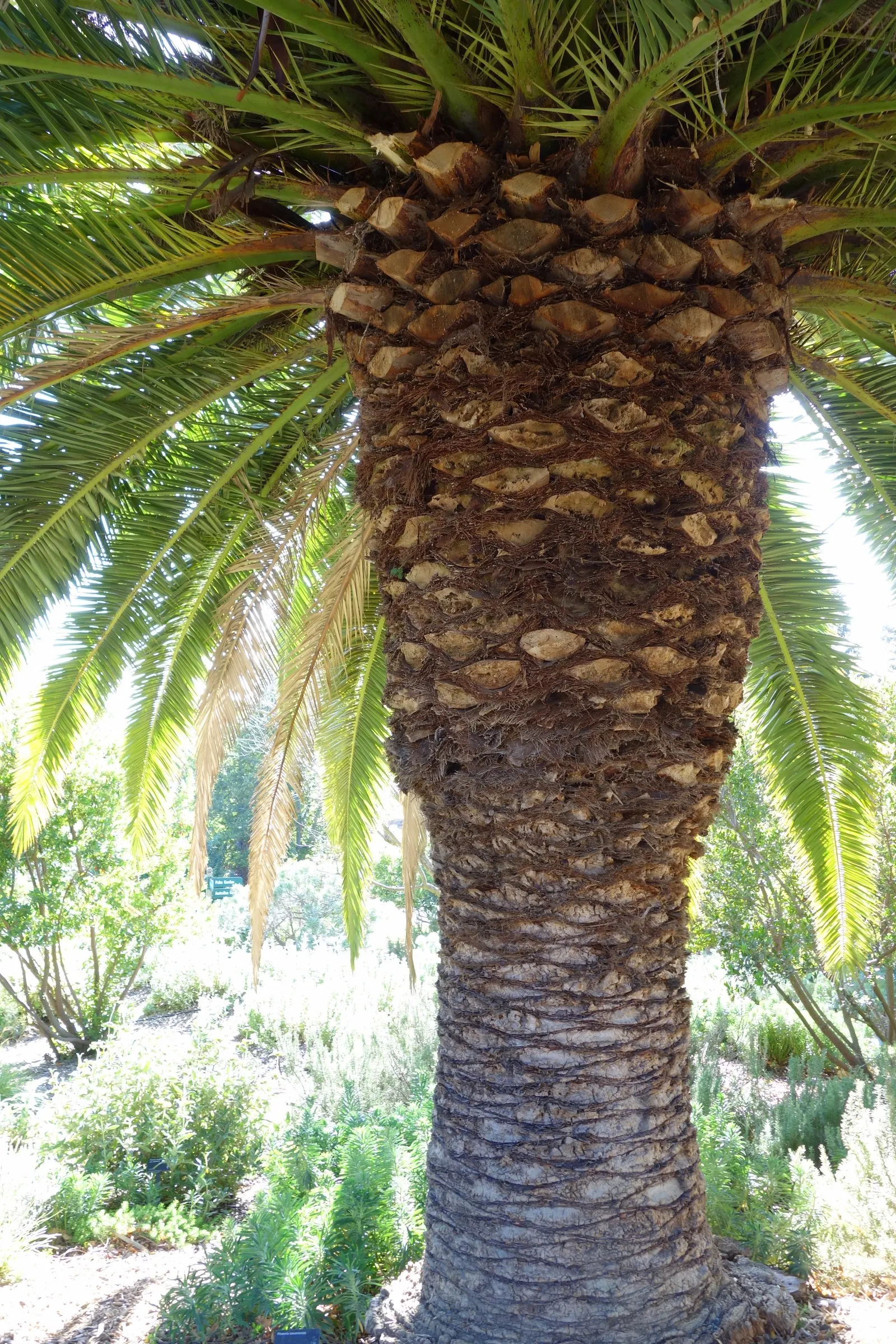 Canary Island Date Palm (Phoenix Canariensis) — and is moderately drought-tolerant, image 32