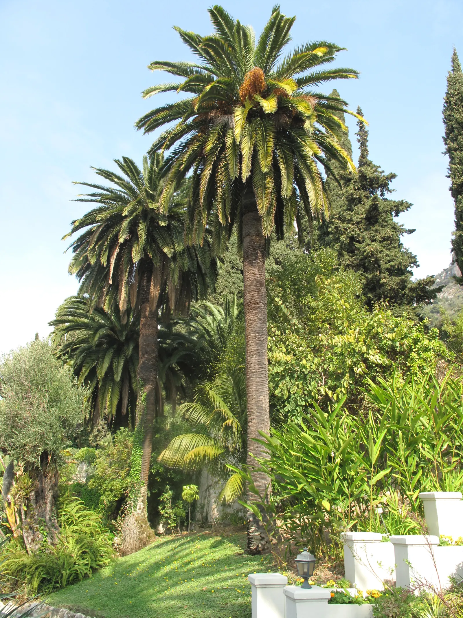 Canary Island Date Palm (Phoenix Canariensis) — stately palm with a robust trunk reaching up to 60 feet tall and 40 inches in diameter; the trunk, image 56