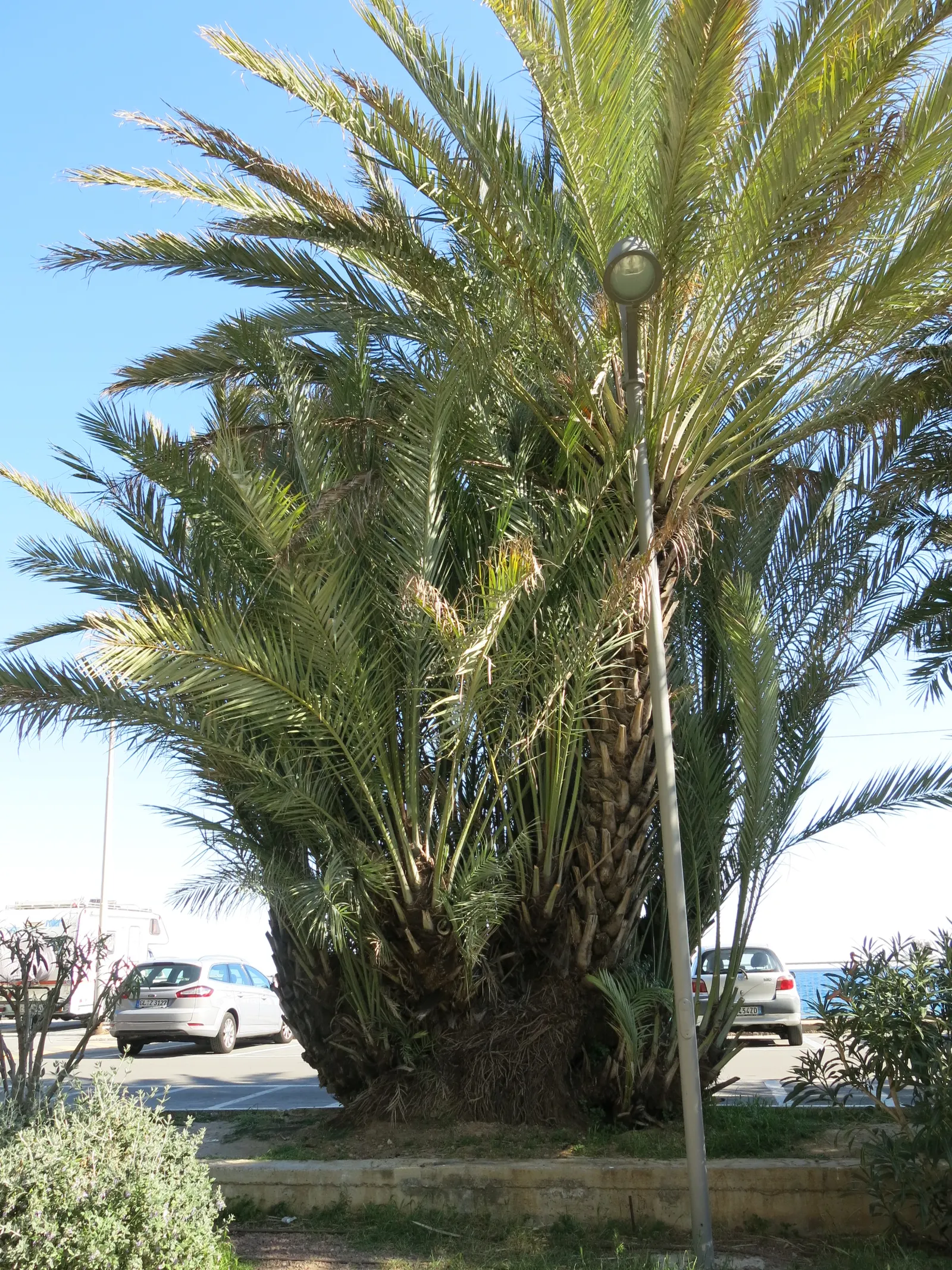 Canary Island Date Palm (Phoenix Canariensis) — this durable palm will become a long-lived centerpiece in any garden