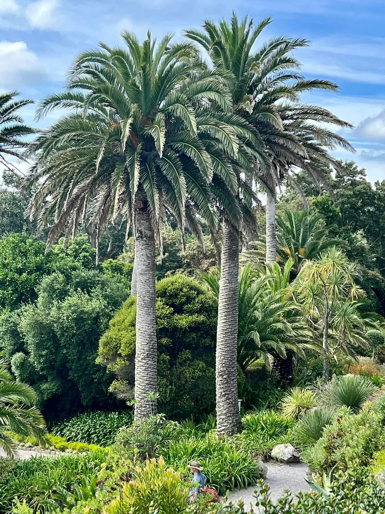 Canary Island Date Palm (Phoenix Canariensis) — The trunk is notably thick; the Canary Island Date Palm is drought tolerant once established