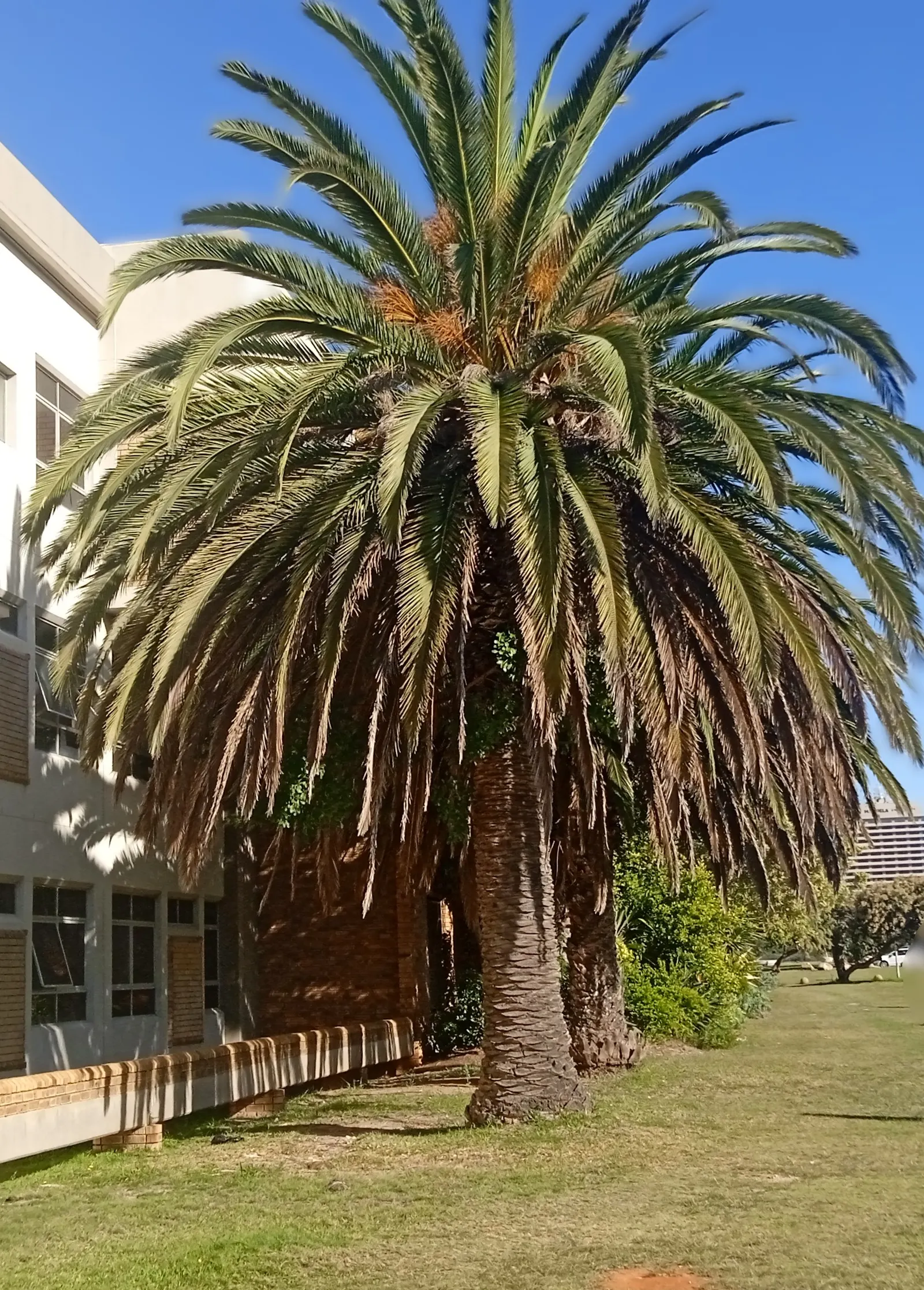 Canary Island Date Palm (Phoenix Canariensis) — This majestic palm adds a tropical elegance to landscapes