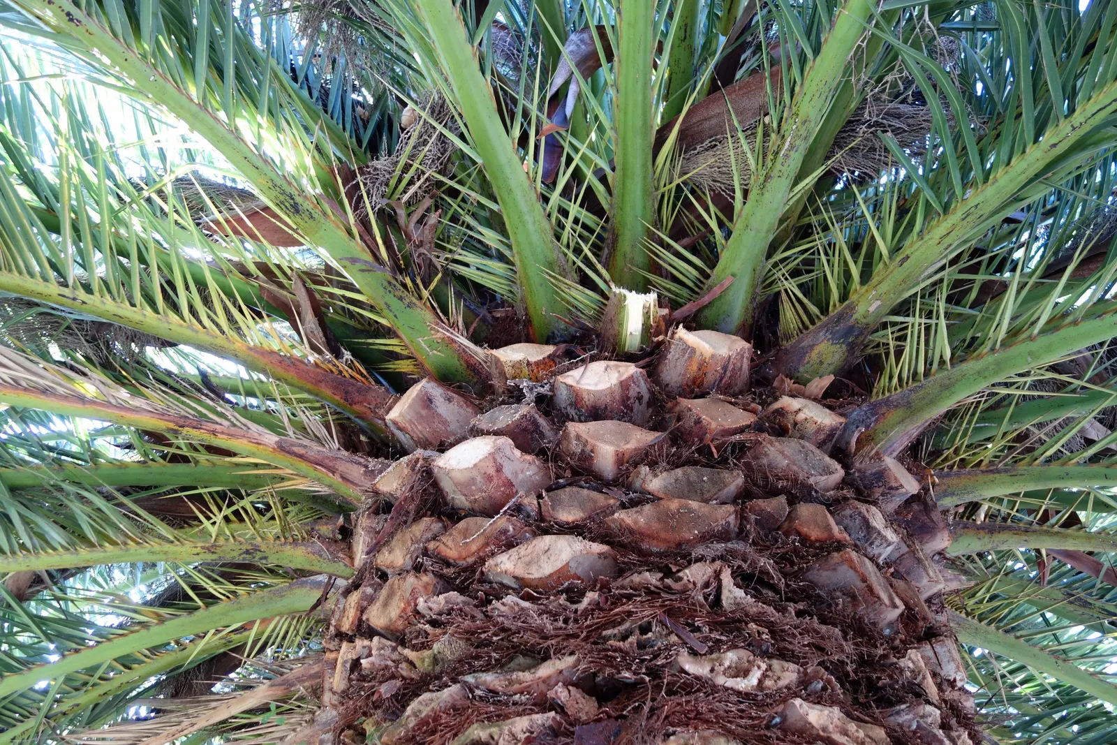 Canary Island Date Palm (Phoenix Canariensis) — capable of bringing a sense of the subtropics to the landscape; contributing to the palm's regal appearance