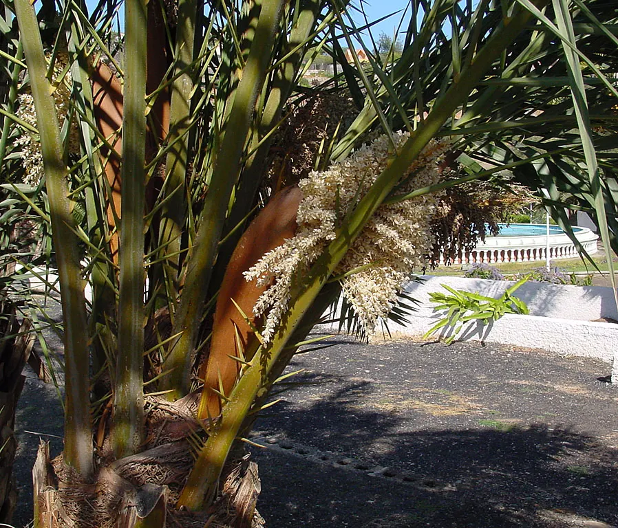 Canary Island Date Palm (Phoenix Canariensis) — long fronds that can grow 12 to 15 feet in length; which usually takes about six months post-planting