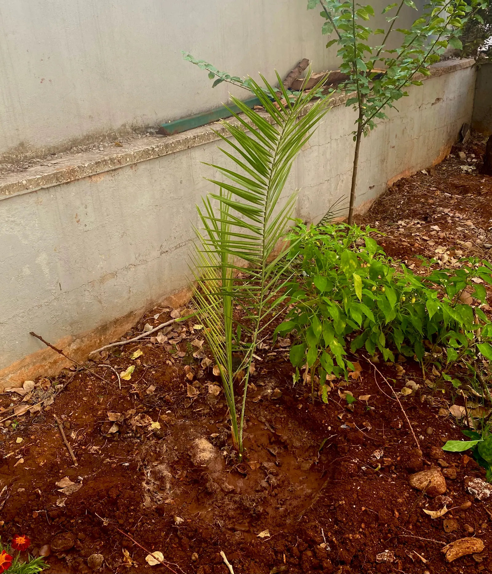 Canary Island Date Palm (Phoenix Canariensis) — be mindful of its mature size; its lush, dense crown of long, arching fronds spans approximately 40 feet wide