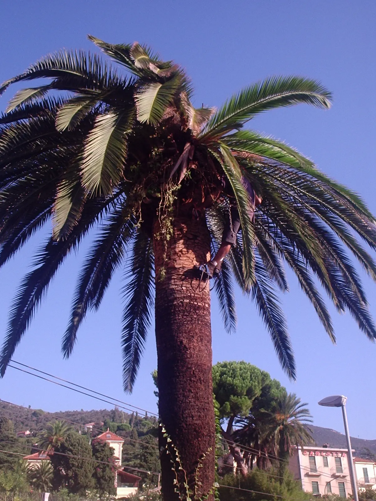 Canary Island Date Palm (Phoenix Canariensis) — creating a striking silhouette with its robust trunk and graceful; and displays a distinctive pattern from old
