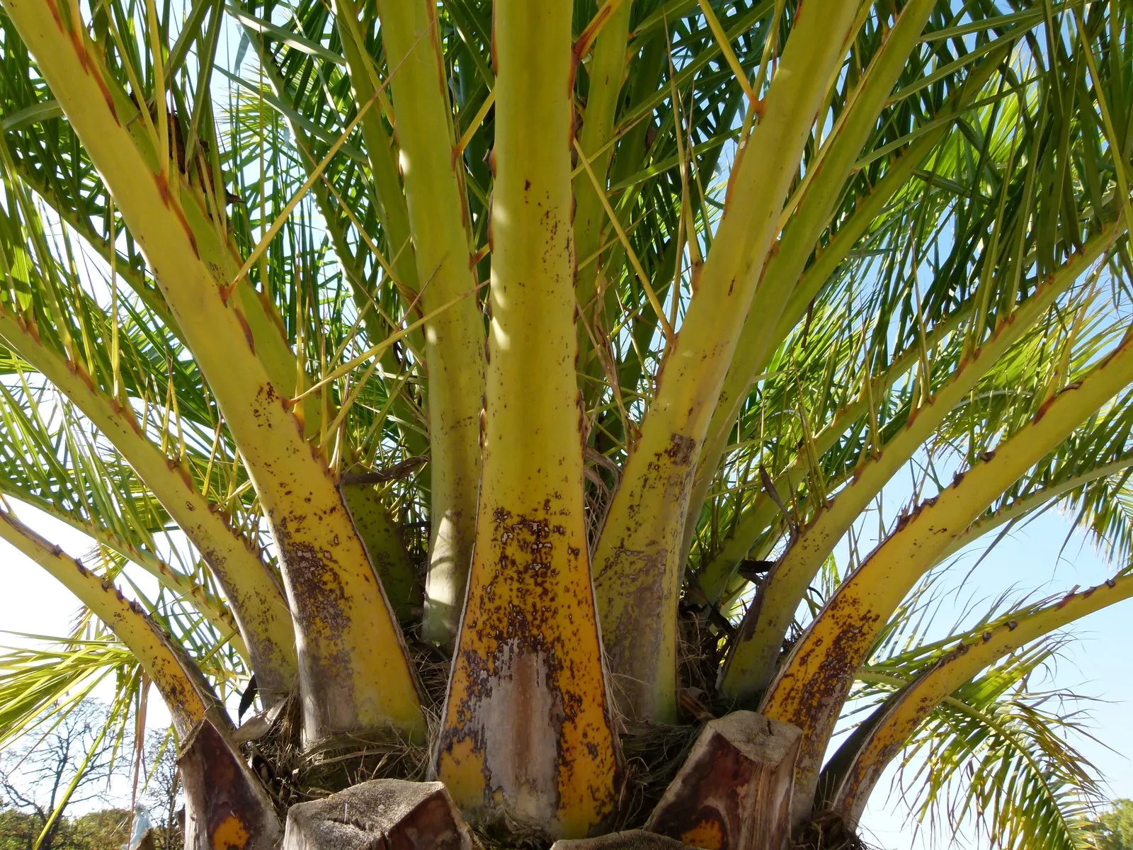 Canary Island Date Palm (Phoenix Canariensis) — commonly known as the Canary Island Date Palm; this majestic palm adds a tropical elegance to landscapes