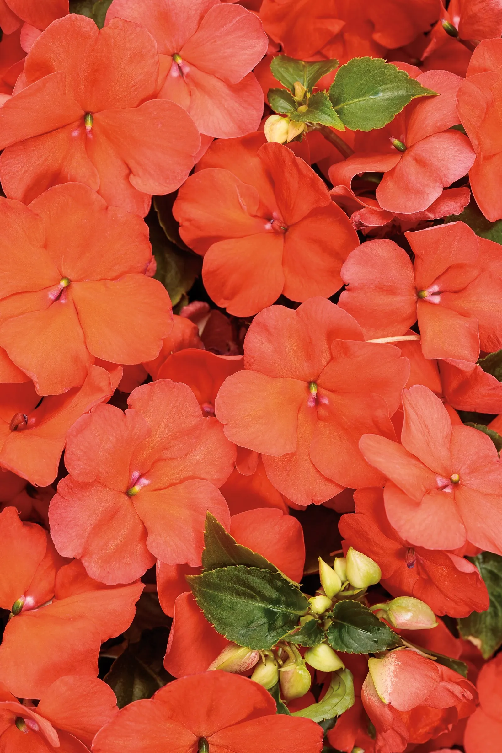 Salmon Bedding Impatiens (Impatiens walleriana) — The Impatiens walleriana is a mounded annual with soft salmon-orange blooms and fresh green foliage