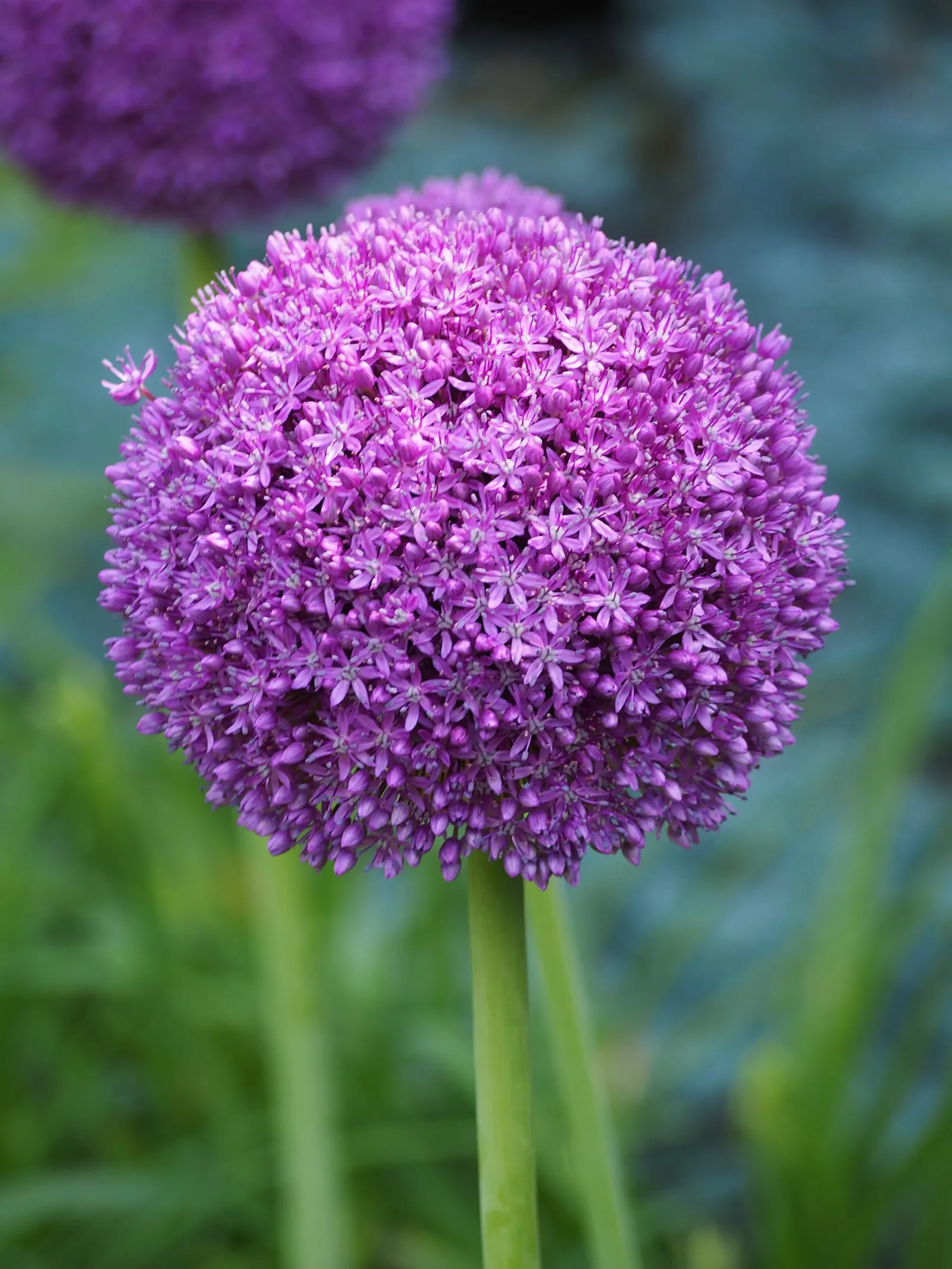 Ambassador Ornamental Onion (Allium 'Ambassador') — atop sturdy stems that can reach 3-4 feet in height