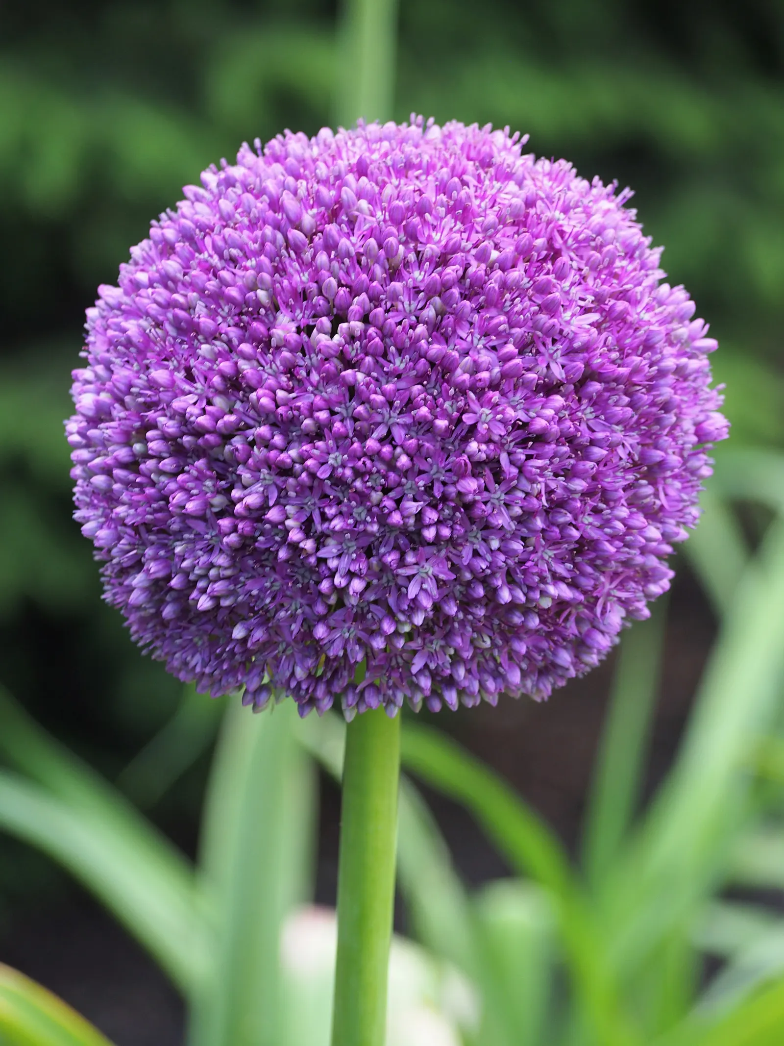 Ambassador Ornamental Onion (Allium 'Ambassador') — features striking spherical