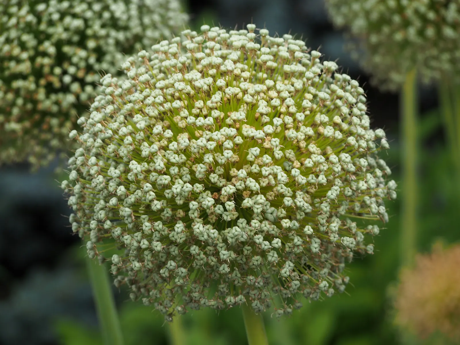 Ambassador Ornamental Onion (Allium 'Ambassador') — This perennial offers a dramatic display in late spring to early summer