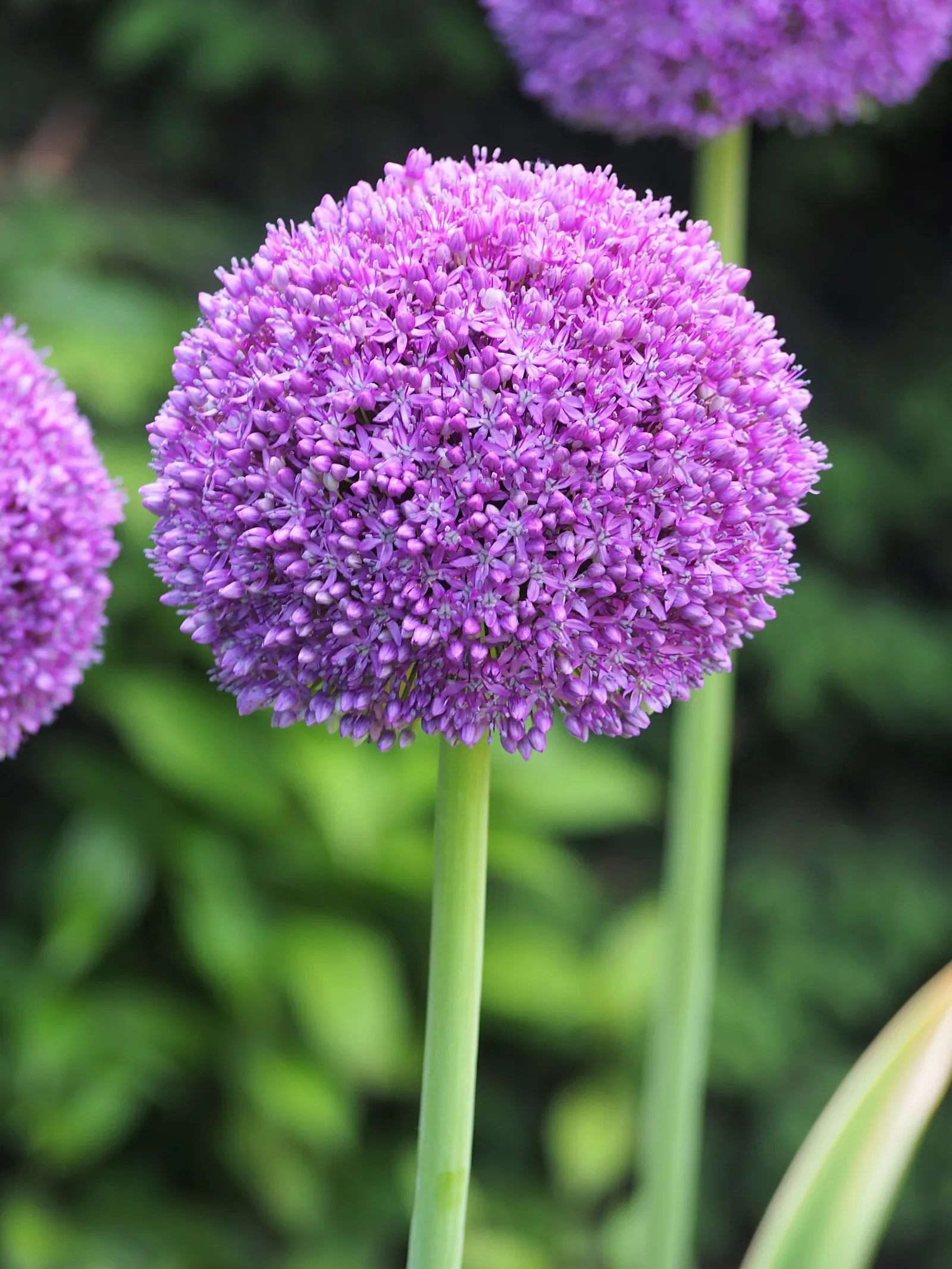 Ambassador Ornamental Onion (Allium 'Ambassador') — Ideal for adding height and color to borders, attracts pollinators while deterring deer and rodents