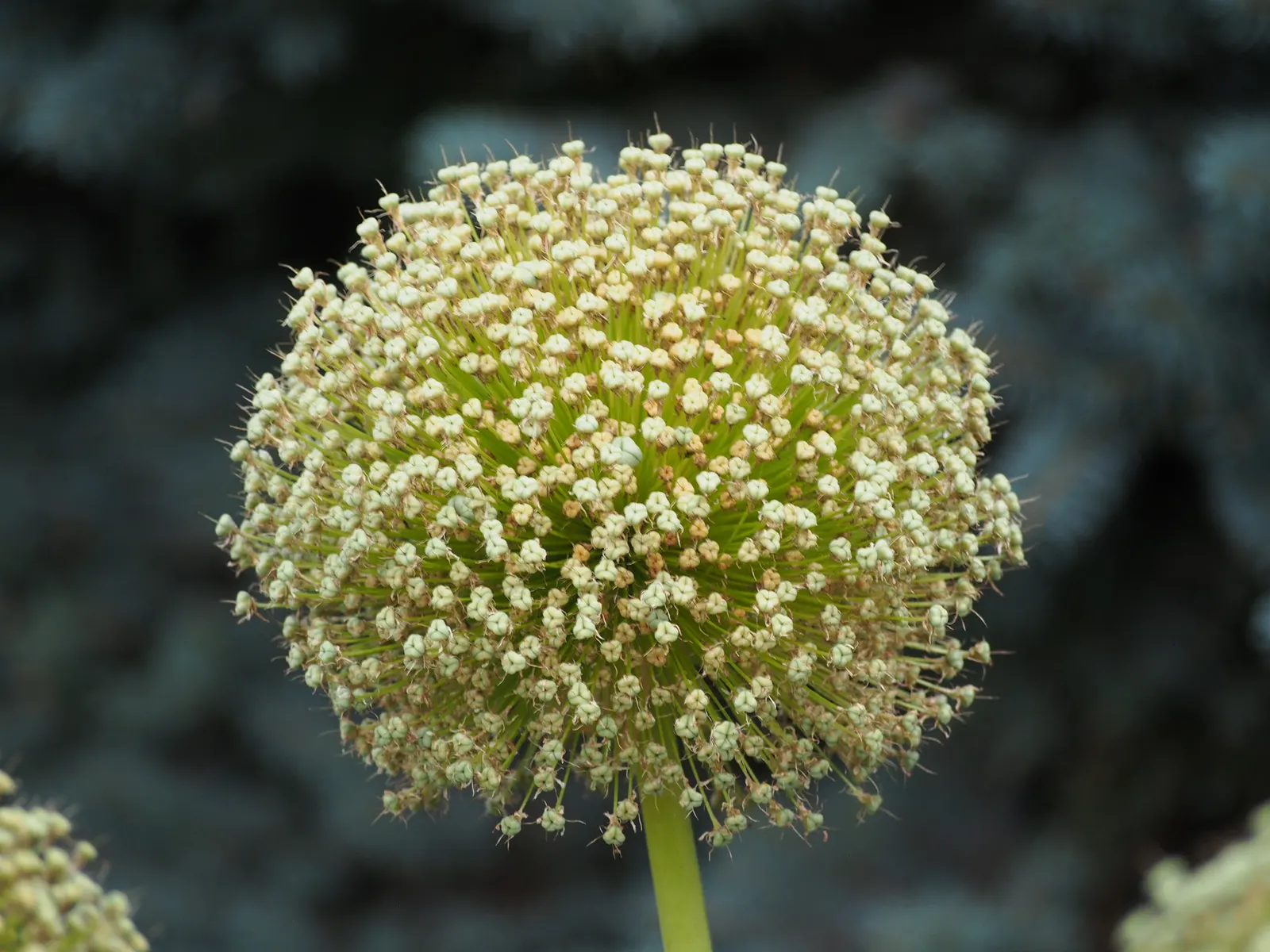 Ambassador Ornamental Onion (Allium 'Ambassador') — deep purple blooms with a diameter of up to 8 inches