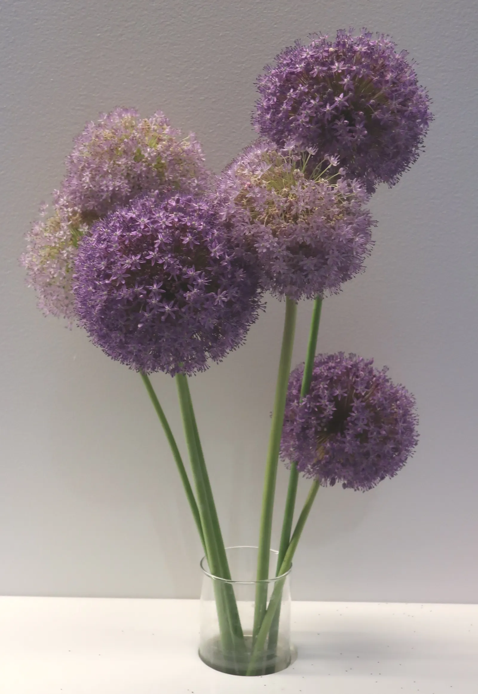 Ambassador Ornamental Onion (Allium 'Ambassador') — favoring full sun and well-draining soil