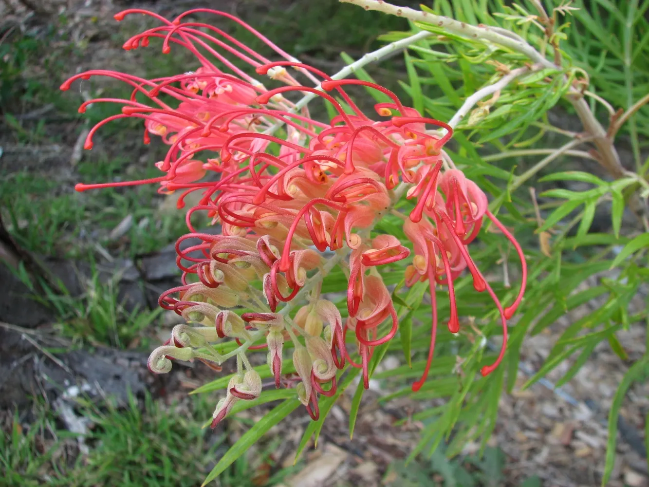 Ned Kelly Grevillea (Grevillea 'Ned Kelly') — Grevillea 'Ned Kelly' is an attractive Australian native shrub known for its vibrant orange-red blooms