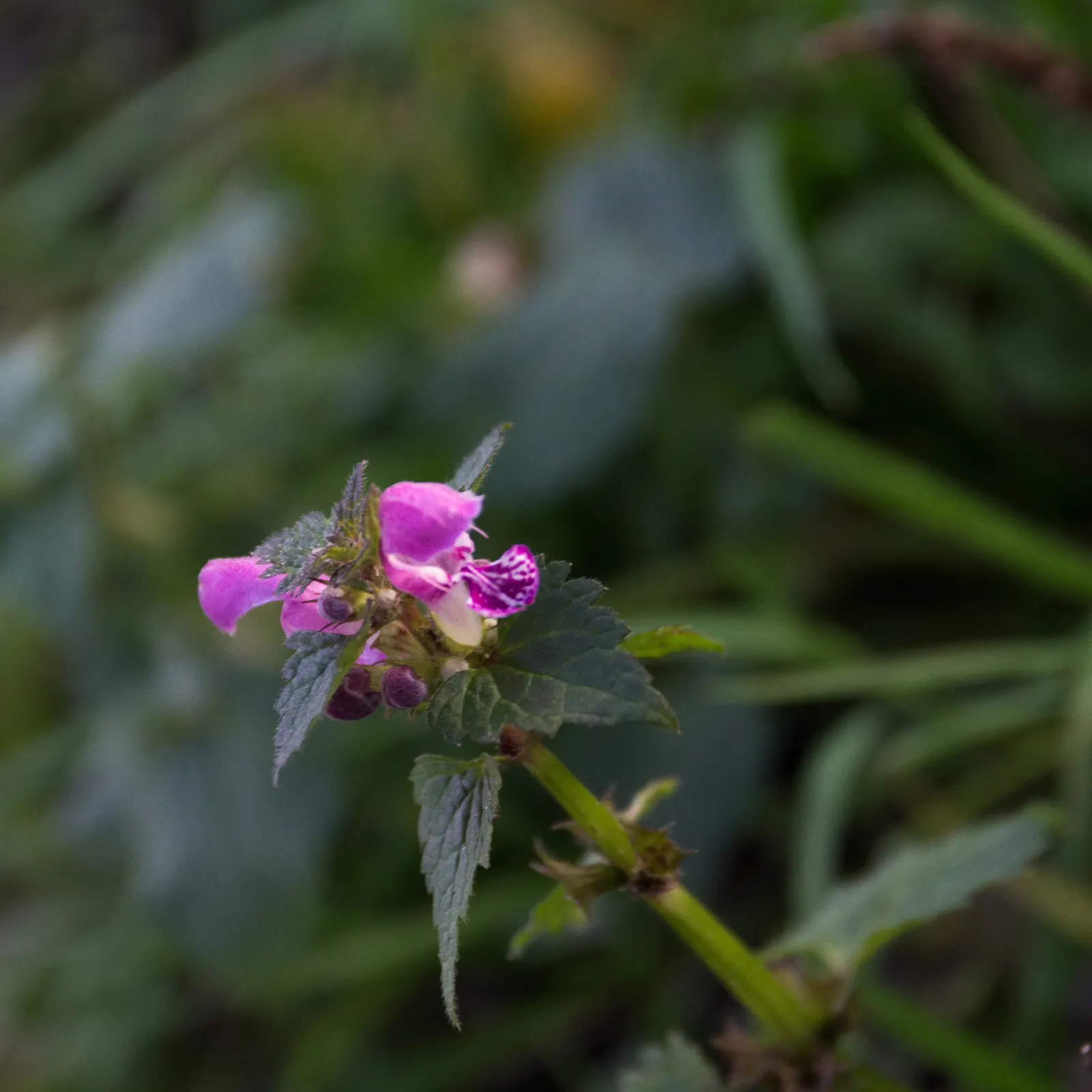 Purple Dragon Dead Nettle (Lamium Maculatum 'Purple Dragon') — It grows best in partial to full shade with well-drained soil, perfect for ground cover or