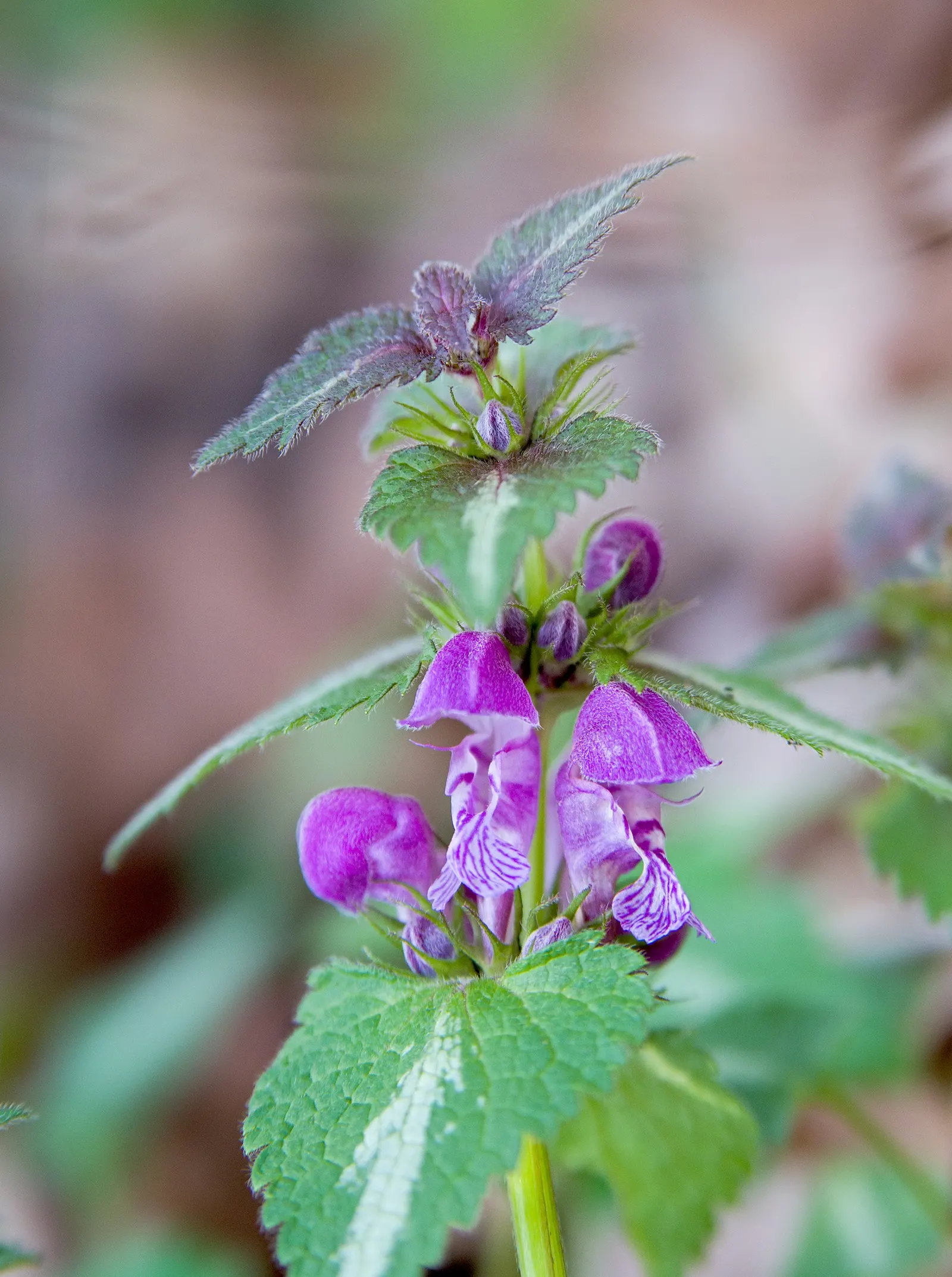 Purple Dragon Dead Nettle (Lamium Maculatum 'Purple Dragon') — As a low-growing groundcover