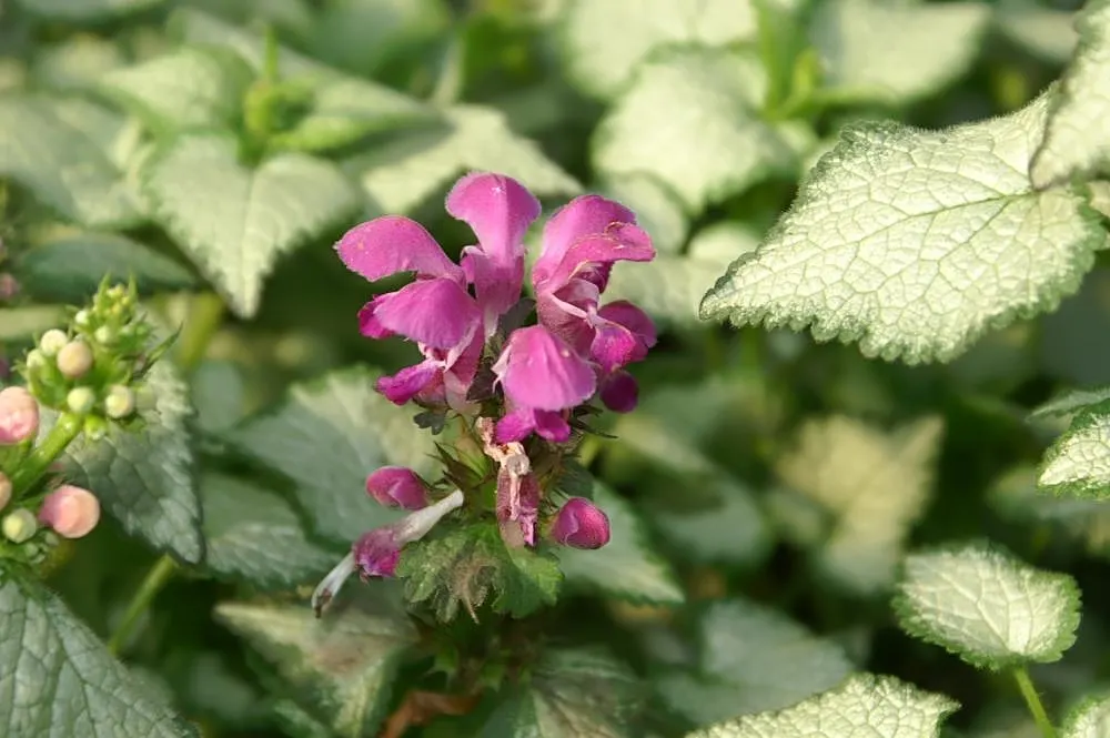 Purple Dragon Dead Nettle (Lamium Maculatum 'Purple Dragon') — Boasting striking silver foliage with deep green edges