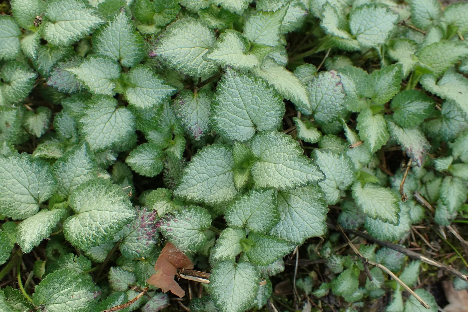 Purple Dragon Dead Nettle (Lamium Maculatum 'Purple Dragon') — offering a spectacular display well into summer