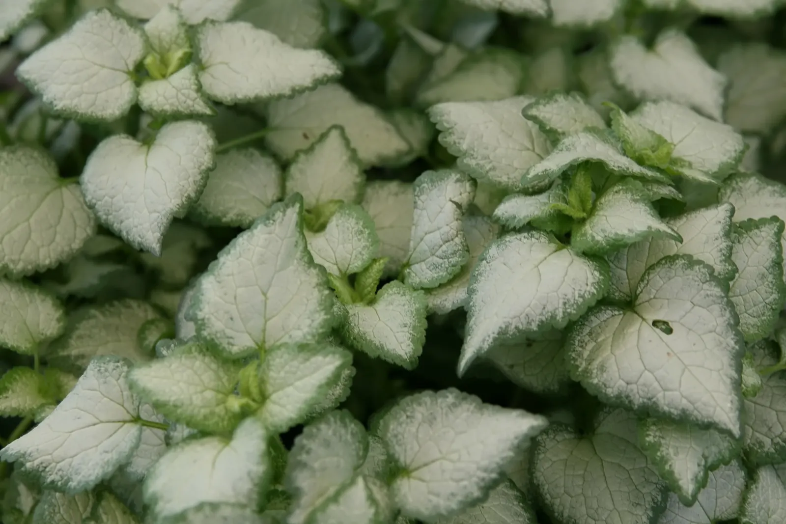 Purple Dragon Dead Nettle (Lamium Maculatum 'Purple Dragon') — Lamium maculatum 'Purple Dragon' is an attractive, low-growing perennial