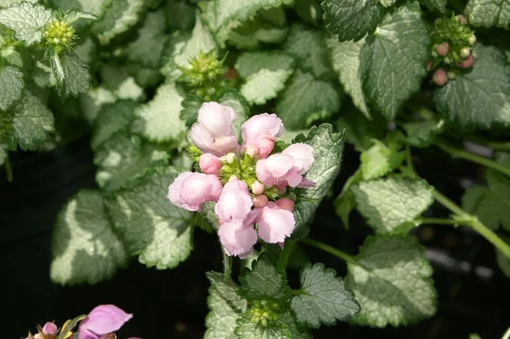 Purple Dragon Dead Nettle (Lamium Maculatum 'Purple Dragon') — commonly known as Purple Dragon Dead Nettle