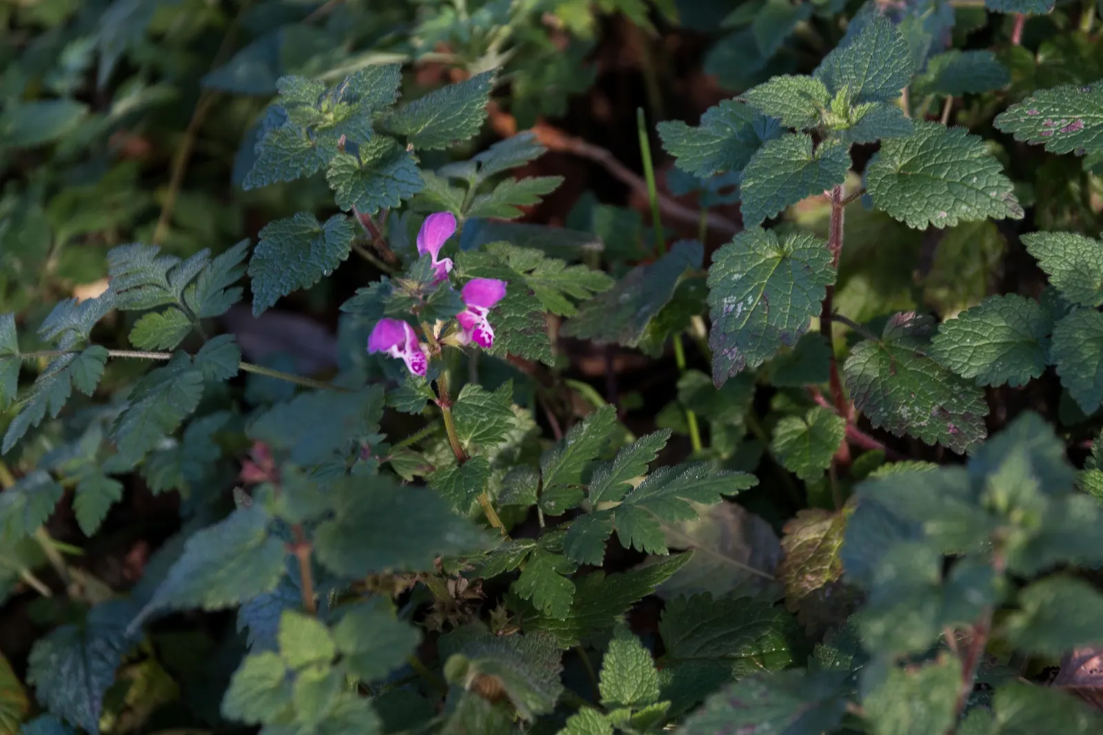 Purple Dragon Dead Nettle (Lamium Maculatum 'Purple Dragon') — Thriving in USDA zones 3-8, it reaches 4-8 inches tall with a spread of 18-24 inches