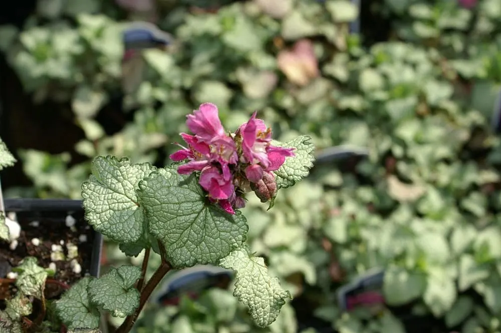 Purple Dragon Dead Nettle (Lamium Maculatum 'Purple Dragon') — is a striking ornamental herbaceous perennial prized for its vivid foliage and flowers