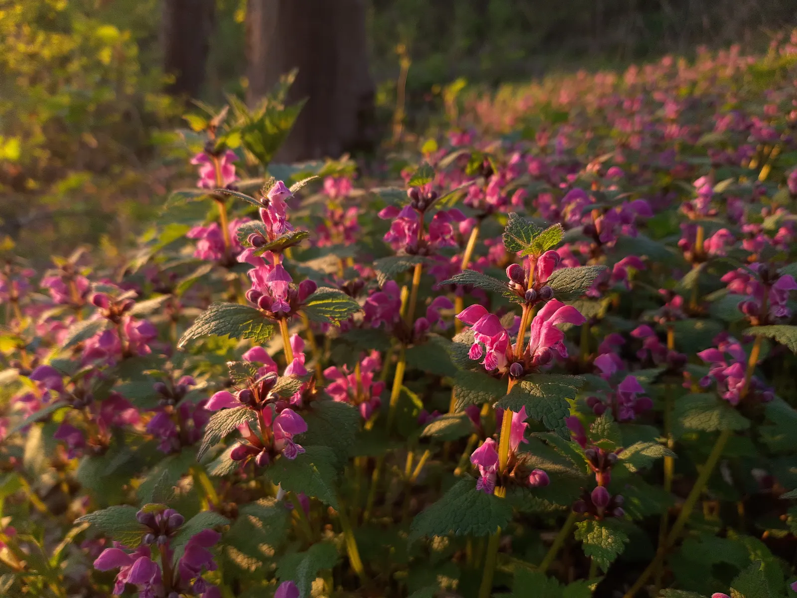 Purple Dragon Dead Nettle (Lamium Maculatum 'Purple Dragon') — this dead nettle erupts with vibrant purple flowers in spring