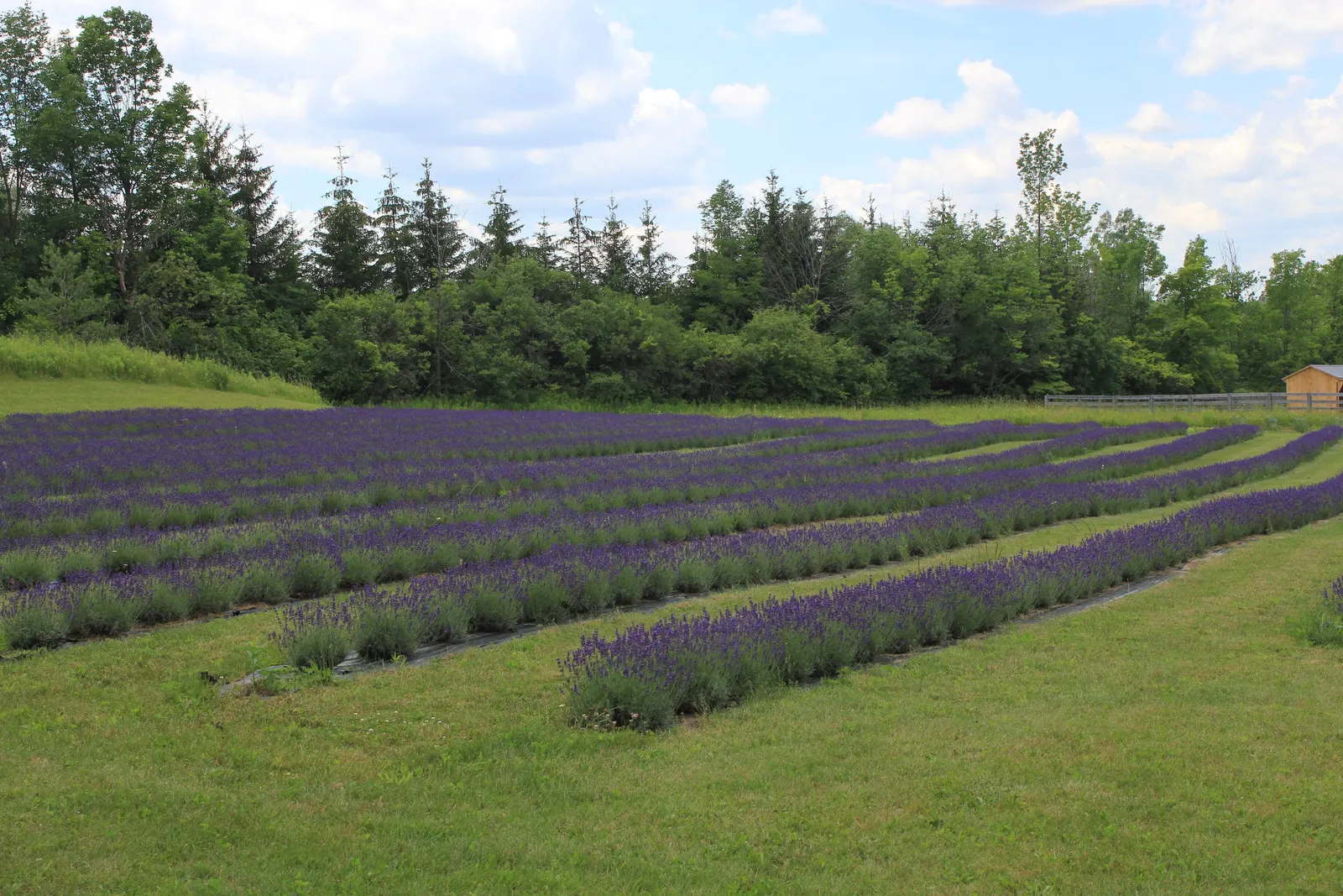 English Lavender (Lavandula Angustifolia) — the plant may gift a second