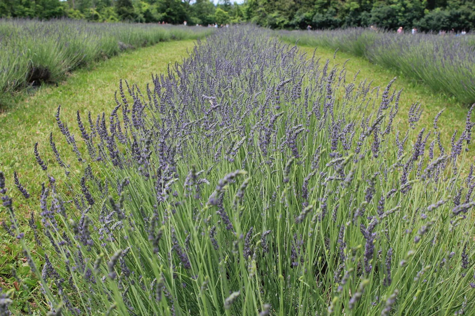 English Lavender (Lavandula Angustifolia) — herb / shrub with blue and lavender and purple blooms