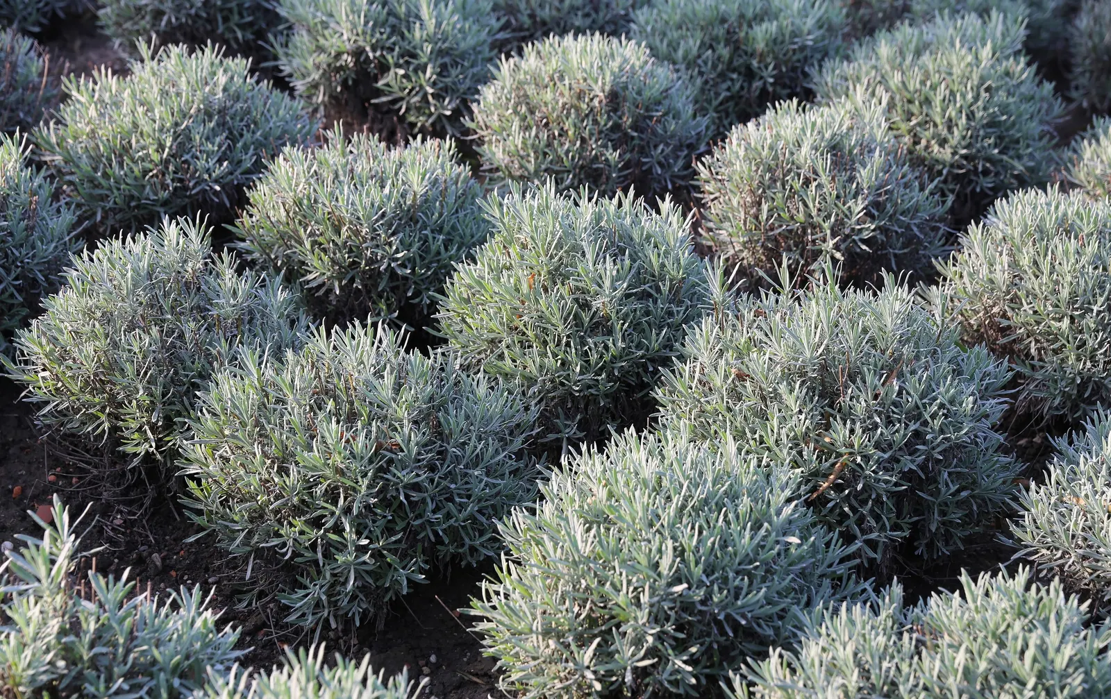 English Lavender (Lavandula Angustifolia) — Typically growing to a mature size of about 2 to 3 feet in both height and spread