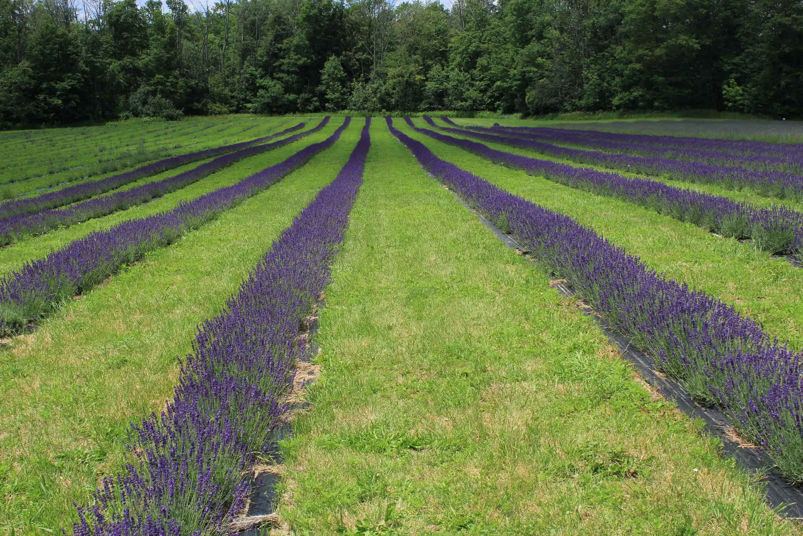 English Lavender (Lavandula Angustifolia) — it provides year-round interest and its easy-to-maintain habit makes it a favorite amongst garden enthusiasts