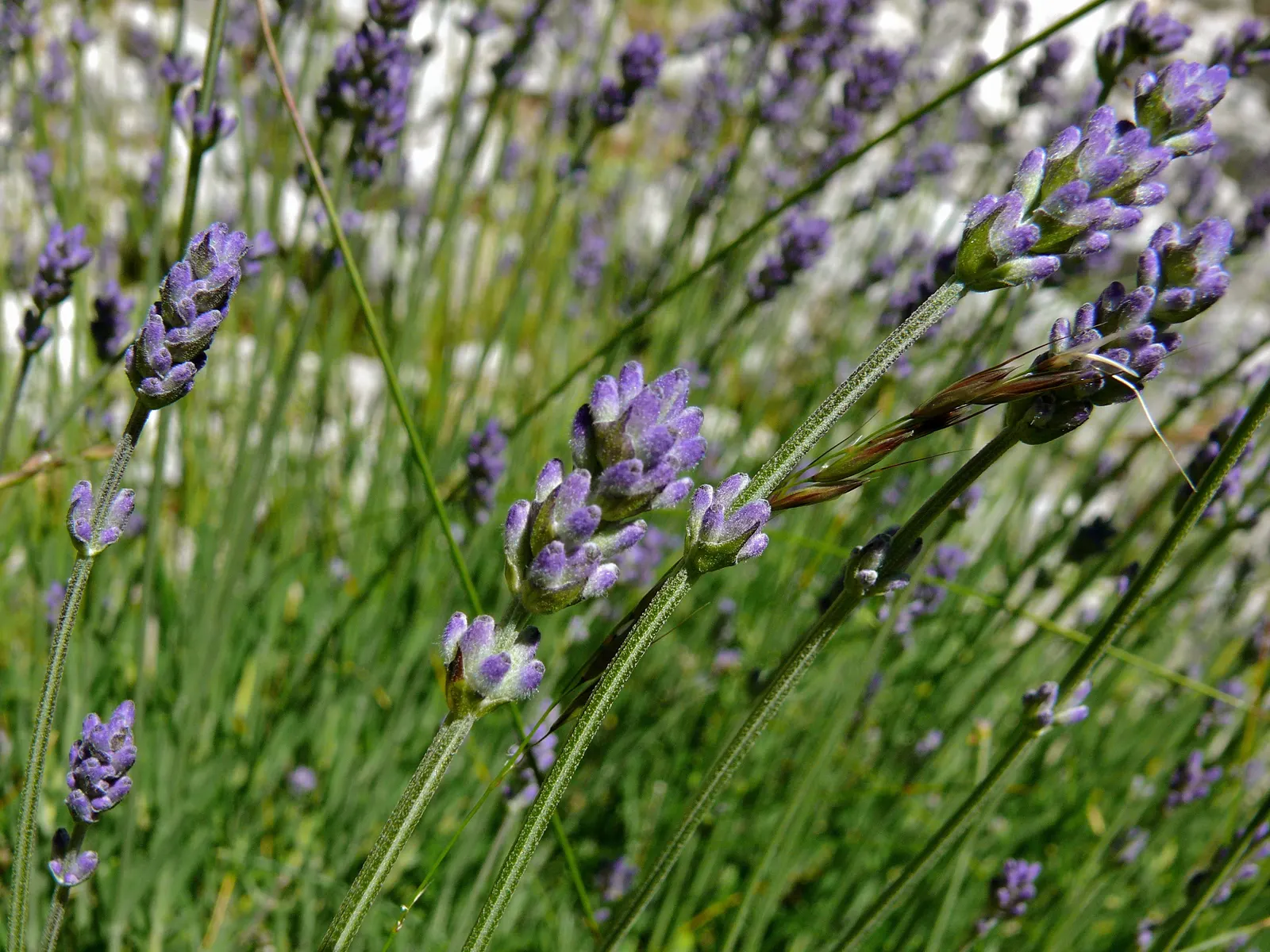 English Lavender (Lavandula Angustifolia) — blue and lavender and purple flowers in the garden