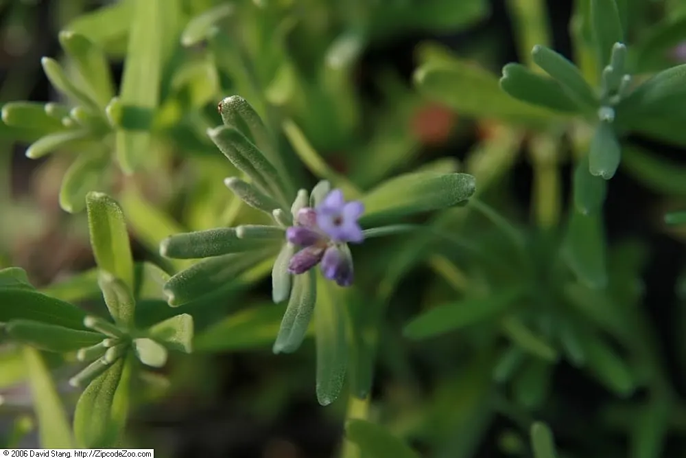English Lavender (Lavandula Angustifolia) — Typically growing to a mature size of about 2 to 3 feet in both height and spread; this plant lends a classic