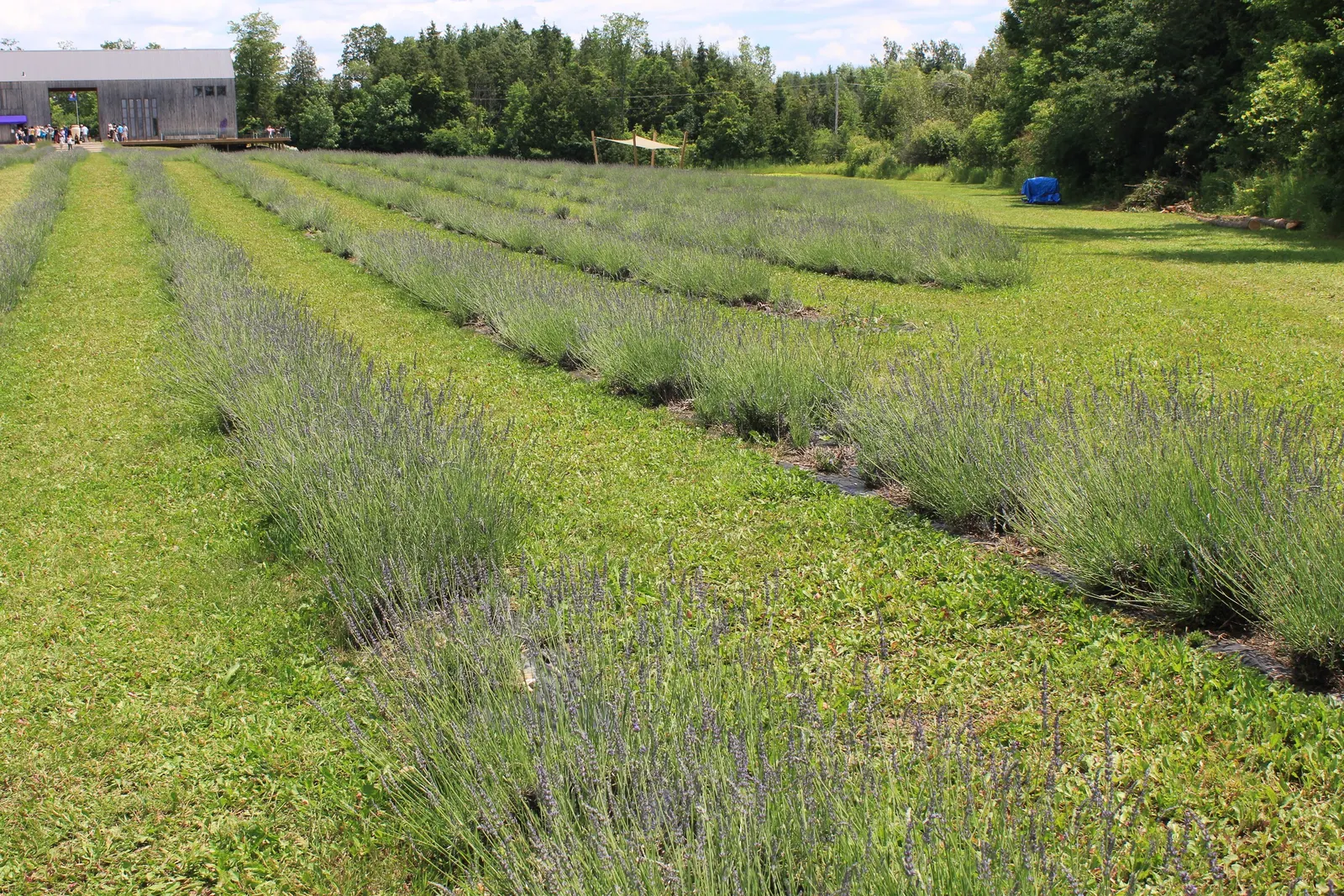 English Lavender (Lavandula Angustifolia) — English Lavender is an excellent choice