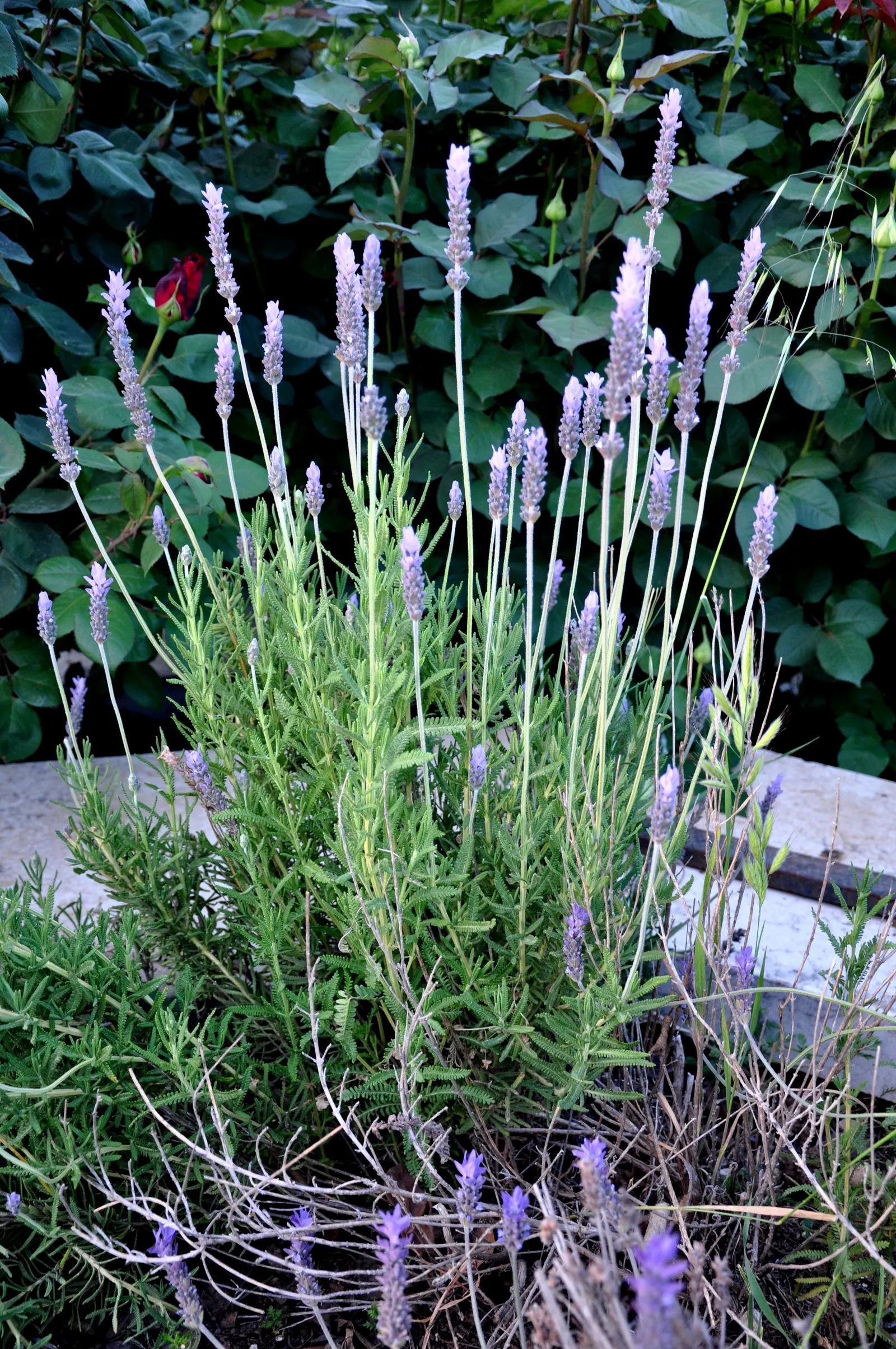 English Lavender (Lavandula Angustifolia) — is a compact and highly aromatic perennial shrub; and it is known for its drought resistance once established