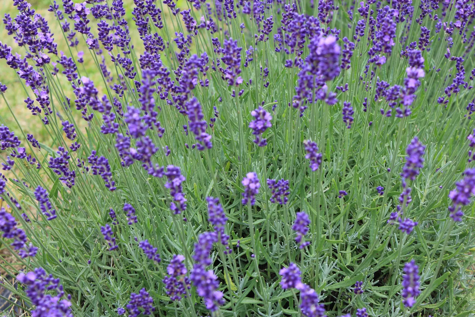English Lavender (Lavandula Angustifolia) — is a perennial prized for its fragrant purple flowers and silvery-green foliage