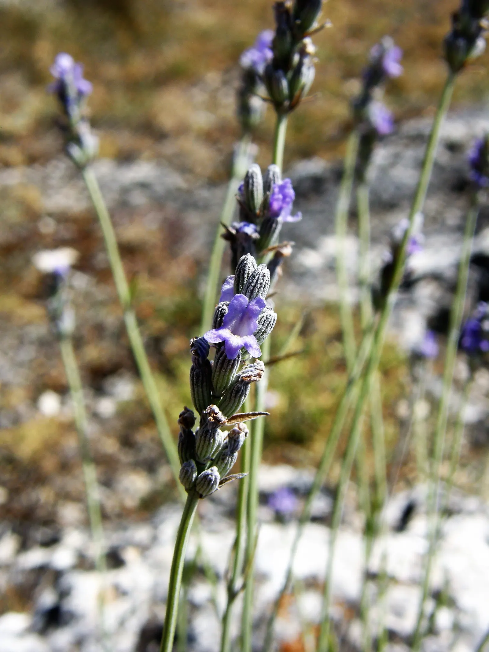 English Lavender (Lavandula Angustifolia) — is a perennial prized for its fragrant purple flowers and silvery-green foliage; this plant lends a classic cottage