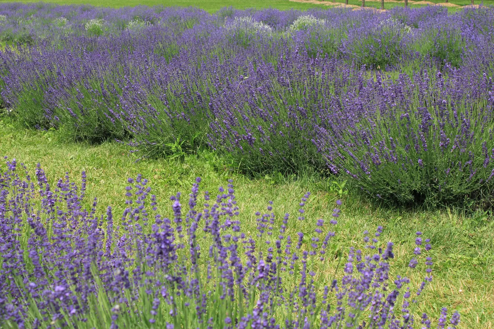 English Lavender (Lavandula Angustifolia) — If deadheaded promptly after the initial bloom