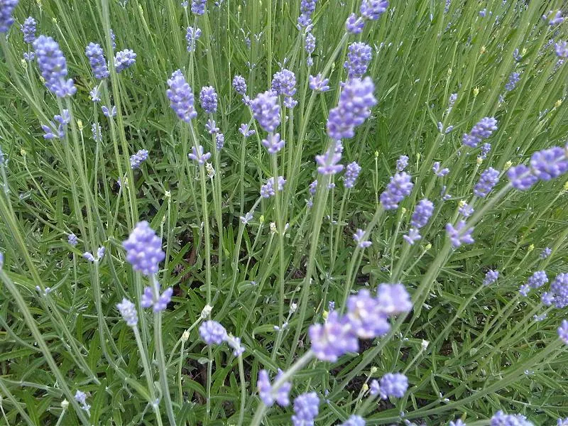 English Lavender (Lavandula Angustifolia) — It thrives in full sun and well-drained soil, reaching 1 to 3 feet in height and spread