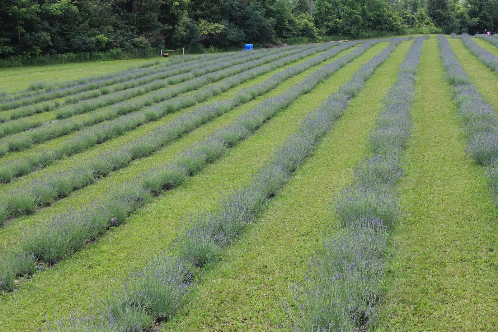 English Lavender (Lavandula Angustifolia) — or as part of a fragrant herb garden