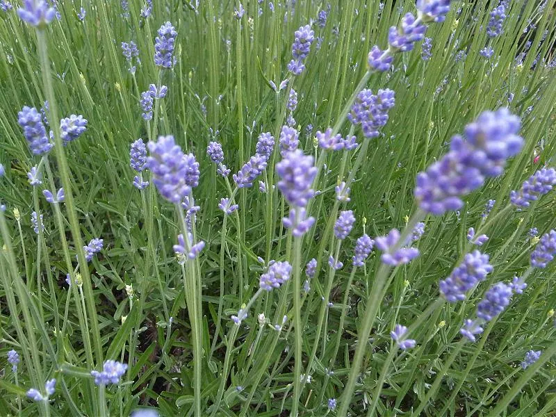 English Lavender (Lavandula Angustifolia) — Its hardiness falls within USDA Zones 5 through 8; this plant lends a classic cottage charm and is often used in