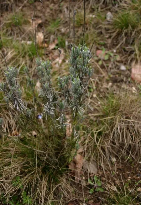 English Lavender (Lavandula Angustifolia) — making it an ideal addition to rock gardens; and it is known for its drought resistance once established
